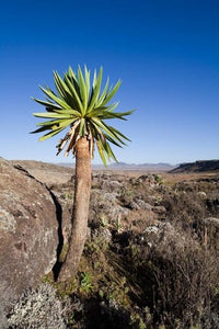 Giant Loebelia poster print showcasing vibrant flora from Bale Mountains, Ethiopia by Martin Zwick.