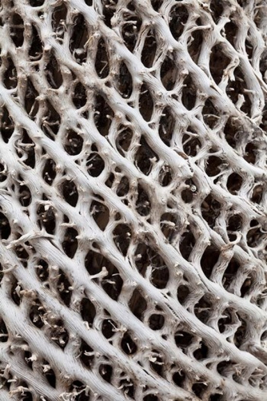 Lattice Pattern in Giant Loebelia fine art print by Martin Zwick