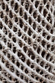 Lattice Pattern in Giant Loebelia fine art print by Martin Zwick