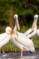 Great White Pelican Poster Print - Lake Chamo, Ethiopia by Martin Zwick
