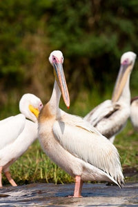 Great White Pelican Poster Print by Martin Zwick - Lake Chamo, Ethiopia