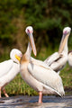 Great White Pelican Poster Print by Martin Zwick - Lake Chamo, Ethiopia