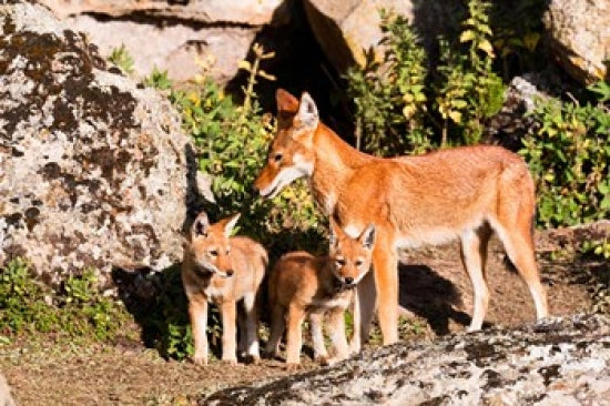 Ethiopian Wolf with Cubs in Bale Mountains Park Poster Print by Martin Zwick
