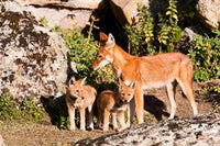 Ethiopian Wolf with Cubs in Bale Mountains Park Poster Print by Martin Zwick