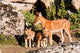 Ethiopian Wolf with Cubs in Bale Mountains Park Poster Print by Martin Zwick