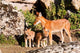 Ethiopian Wolf with Cubs Poster Print by Martin Zwick, showcasing wildlife in Bale Mountains Park, Ethiopia.