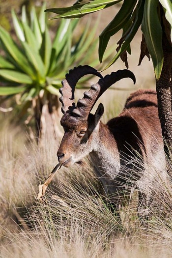 Close Up of Walia Ibex Poster Print by Martin Zwick showcasing the beauty of Ethiopian wildlife.