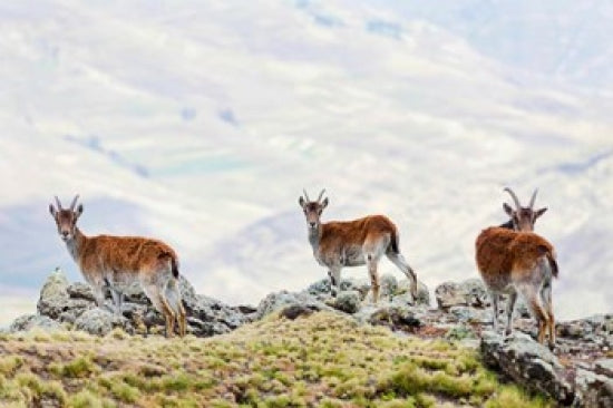 Walia Ibex fine art print by Martin Zwick, showcasing vibrant wildlife art.