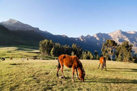 Horse herd grazing in the Highlands of Ethiopia Poster Print by Martin Zwick
