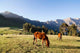 Horse herd grazing in the Highlands of Ethiopia Poster Print by Martin Zwick