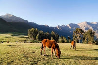 Horse herd grazing in the Highlands of Ethiopia poster print by Martin Zwick.