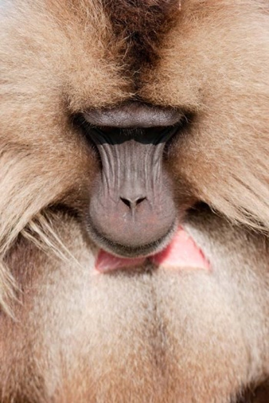 Close-up of Gelada Baboon from Ethiopia by Martin Zwick poster print.