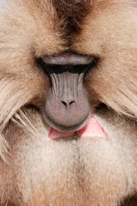 Close-up of Gelada Baboon from Ethiopia by Martin Zwick poster print.