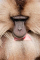 Close-up of Gelada Baboon from Ethiopia by Martin Zwick poster print.