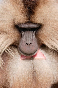 Close-up Gelada Baboon art print by Martin Zwick, showcasing vibrant colors and intricate details.