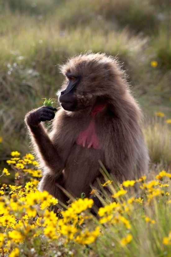 Gelada Baboon Poster Print by Martin Zwick - Wildlife Art