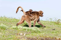 Gelada Baboon Poster Print by Martin Zwick - Wildlife Art