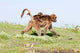 Gelada Baboon Poster Print by Martin Zwick - Wildlife Art