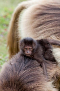 Baby Gelada Baboon Poster Print by Martin Zwick featuring a charming primate from Ethiopia.