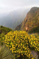 Yellow flowers in Semien Mountains National Park, Ethiopia poster print