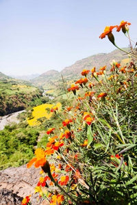 Tagetes Plants and Landscape Art Print by Martin Zwick, vibrant Ethiopian scenery.