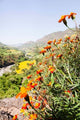 Tagetes Plants and Landscape Art Print by Martin Zwick, vibrant Ethiopian scenery.