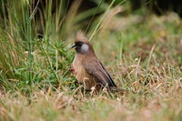 Speckled Mousebird Poster Print by Adam Jones showcasing vibrant colors.