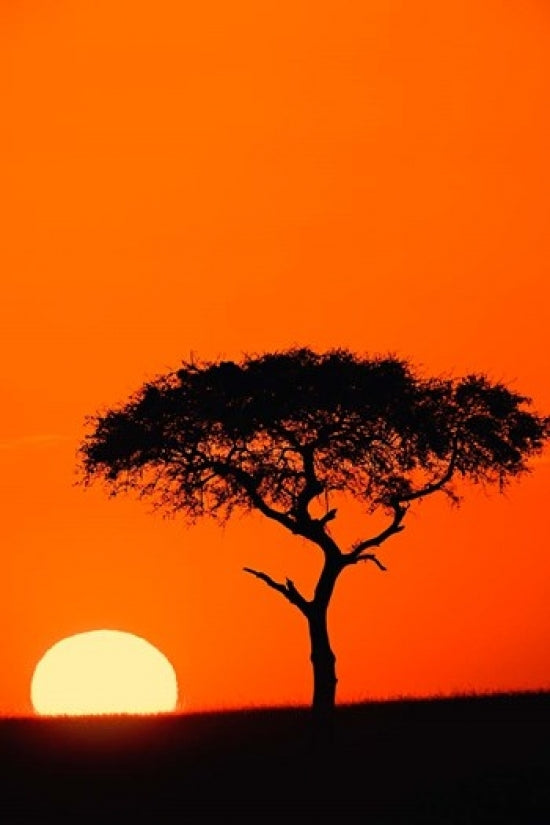 Single Acacia tree at sunrise in Masai Mara, Kenya poster print by Adam Jones