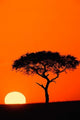 Single Acacia tree at sunrise in Masai Mara, Kenya poster print by Adam Jones