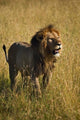 Black-maned male lion poster print from Masai Mara, Kenya by Adam Jones.