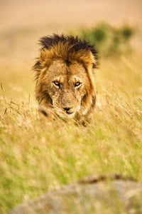 Adult male lion Panthera leo poster print from Masai Mara, Kenya.