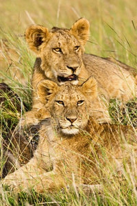 Group of lion cubs in Masai Mara, Kenya poster print.