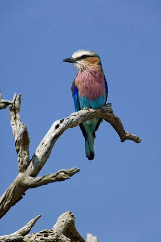 Lilac Breasted Roller Bird Poster Print from Masai Mara, Kenya