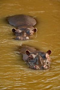 Hippopotamus in River Fine Art Print by Adam Jones