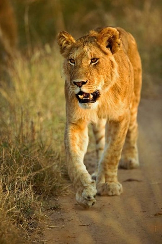 Female Lion Walking at Sunset in Masai Mara, Kenya Poster Print by Adam Jones