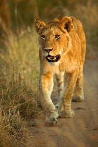 Female Lion Walking at Sunset in Masai Mara, Kenya Poster Print by Adam Jones