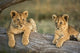 Lion Cubs on Log Fine Art Print by Adam Jones showcasing adorable cubs in Masai Mara, Kenya.