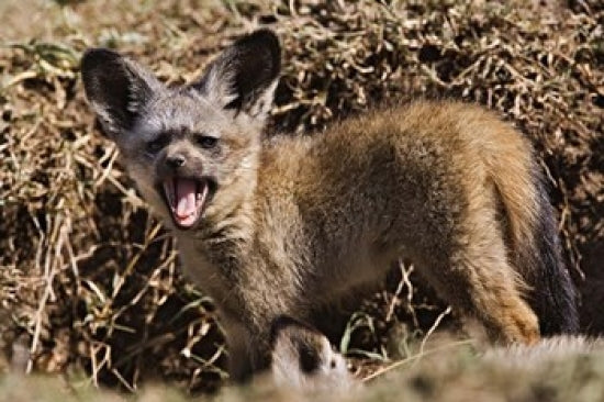 Young Bat-eared Foxes in the Masai Mara, Kenya Poster Print by Adam Jones