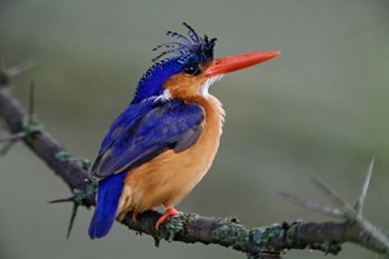 Malachite Kingfisher print from Lake Nakuru National Park, Kenya by Adam Jones