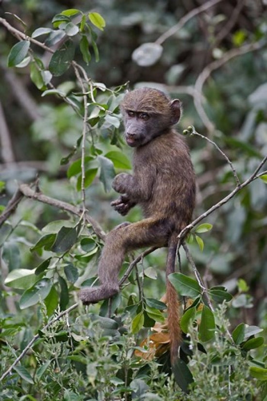 Baby Olive Baboon riding on mother's back fine art print by Adam Jones.