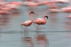 Lesser Flamingo poster print showcasing tropical birds at Lake Nakuru, Kenya.