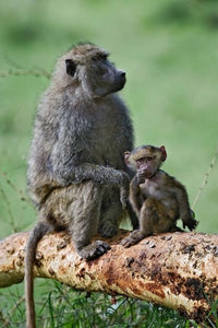 Olive Baboon Baby Poster Print from Lake Nakuru National Park by Adam Jones