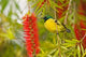 Variable Sunbird Art Print by Adam Jones showcasing vibrant colors and details.