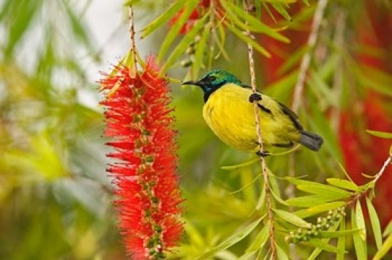 Variable Sunbird Poster Print by Adam Jones, vibrant bird artwork.