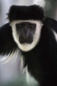Black and White Colobus Monkey art print from Lake Nakuru National Park, Kenya.