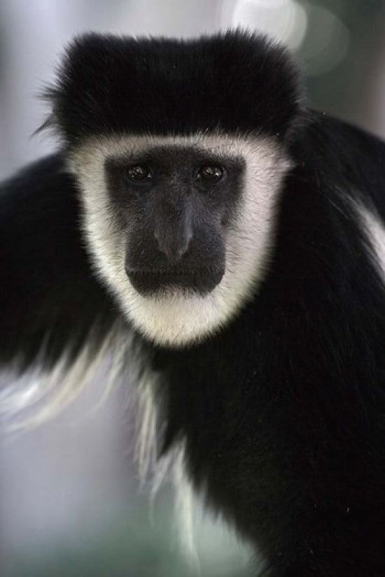 Black and White Colobus Monkey Poster Print from Lake Nakuru NP, Kenya.