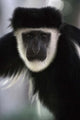 Black and White Colobus Monkey Poster Print from Lake Nakuru NP, Kenya.