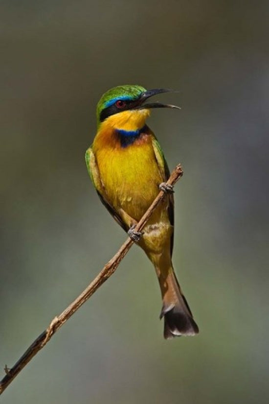 Little Bee Eater Bird Poster Print showcasing vibrant colors from Samburu Game Reserve, Kenya