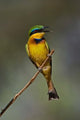 Little Bee Eater Bird Poster Print showcasing vibrant colors from Samburu Game Reserve, Kenya