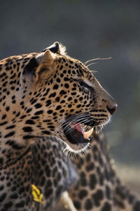 Leopard print from Samburu Game Reserve, Kenya, by Adam Jones.
